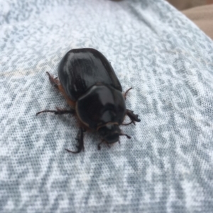 Dasygnathus sp. at Griffith, ACT - 24 Mar 2020