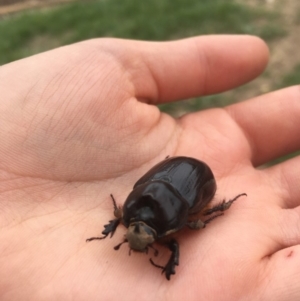 Dasygnathus sp. (genus) at Griffith, ACT - 24 Mar 2020