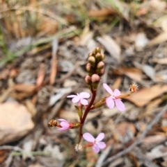 Stylidium graminifolium (grass triggerplant) at Acton, ACT - 24 Mar 2020 by shoko