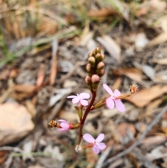 Stylidium graminifolium (Grass Triggerplant) at Acton, ACT - 24 Mar 2020 by shoko
