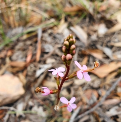 Stylidium graminifolium (Grass Triggerplant) at Black Mountain - 24 Mar 2020 by shoko