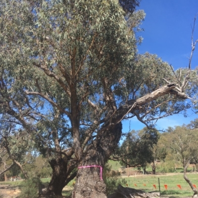 Eucalyptus nortonii (Mealy Bundy) at QPRC LGA - 25 Mar 2020 by alex_watt