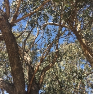 Eucalyptus nortonii at Burra, NSW - 25 Mar 2020 12:55 PM