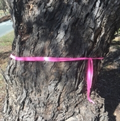 Eucalyptus nortonii at Burra, NSW - 25 Mar 2020 12:55 PM