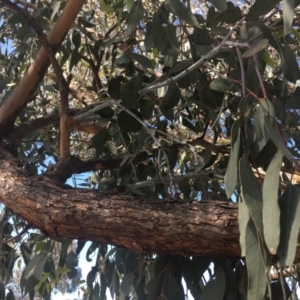 Eucalyptus nortonii at Burra, NSW - 25 Mar 2020 12:55 PM