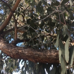 Eucalyptus nortonii at Burra, NSW - 25 Mar 2020