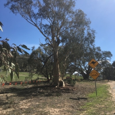 Eucalyptus rossii (Inland Scribbly Gum) at Burra, NSW - 21 Mar 2020 by alexwatt