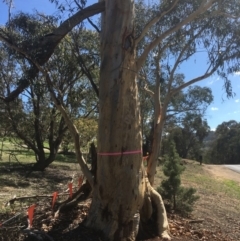 Eucalyptus rossii at QPRC LGA - 21 Mar 2020