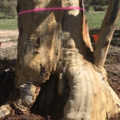 Eucalyptus rossii at Burra, NSW - 21 Mar 2020