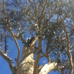 Eucalyptus rossii at Burra, NSW - 21 Mar 2020