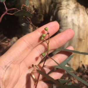 Eucalyptus rossii at Burra, NSW - 21 Mar 2020
