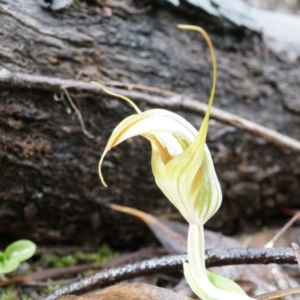 Diplodium ampliatum at Hackett, ACT - 5 Apr 2014