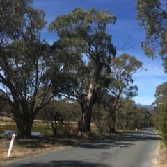 Eucalyptus bridgesiana (Apple Box) at Burra, NSW - 21 Mar 2020 by alex_watt