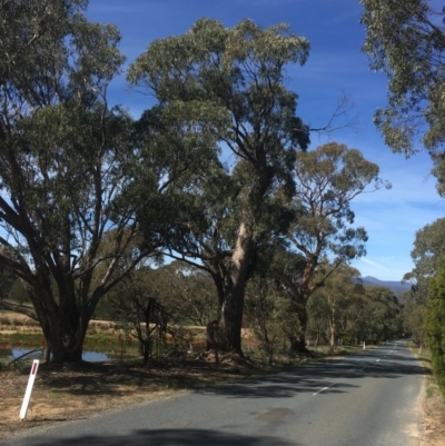 Eucalyptus bridgesiana (Apple Box) at Burra, NSW - 21 Mar 2020 by alex_watt