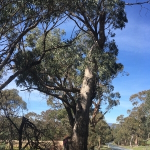 Eucalyptus bridgesiana at QPRC LGA - 21 Mar 2020