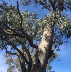 Eucalyptus bridgesiana at Burra, NSW - 21 Mar 2020