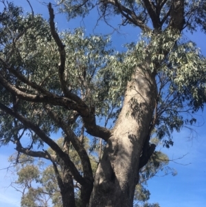 Eucalyptus bridgesiana at QPRC LGA - 21 Mar 2020