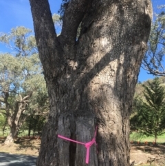 Eucalyptus bridgesiana at QPRC LGA - 21 Mar 2020 11:37 AM