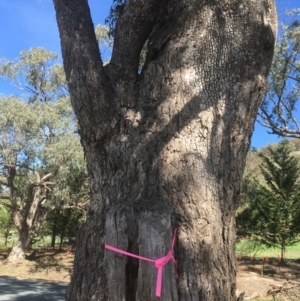 Eucalyptus bridgesiana at QPRC LGA - 21 Mar 2020