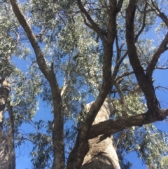 Eucalyptus bridgesiana at Burra, NSW - 21 Mar 2020