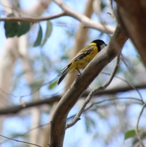 Pachycephala pectoralis at Bundanoon - 25 Oct 2018