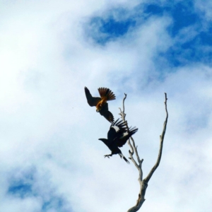 Falco longipennis at Deakin, ACT - 24 Mar 2020