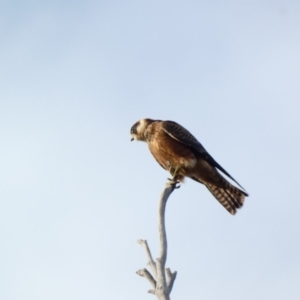 Falco longipennis at Deakin, ACT - 24 Mar 2020