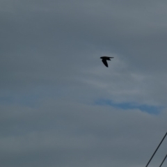 Falco longipennis at Deakin, ACT - 24 Mar 2020