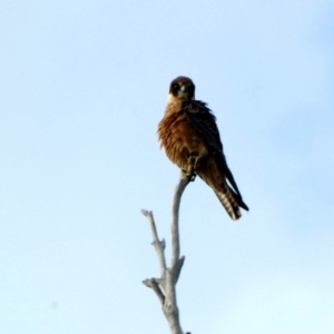 Falco longipennis at Deakin, ACT - 24 Mar 2020