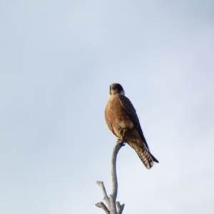 Falco longipennis at Deakin, ACT - 24 Mar 2020