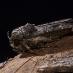 Proteuxoa bistrigula (An Owlet Moth) at Hackett, ACT - 15 Apr 2018 by GlennCocking