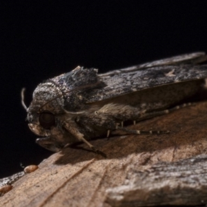 Proteuxoa bistrigula at Hackett, ACT - 15 Apr 2018