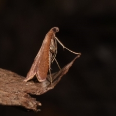 Endotricha ignealis (A Pyralid moth (Endotrichinae)) at Paddys River, ACT - 10 Nov 2018 by GlennCocking