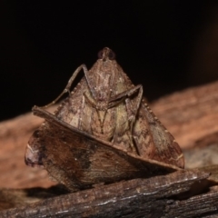 Endotricha ignealis at Paddys River, ACT - 11 Nov 2018 12:00 AM