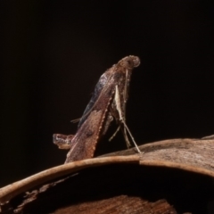 Endotricha ignealis at Paddys River, ACT - 11 Nov 2018 12:00 AM