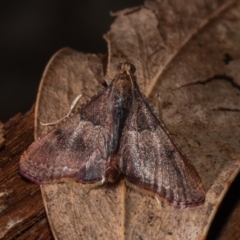 Endotricha ignealis at Paddys River, ACT - 11 Nov 2018 12:00 AM