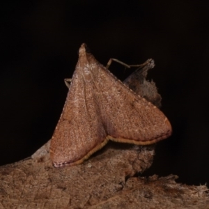 Endotricha ignealis at Paddys River, ACT - 11 Nov 2018 12:00 AM