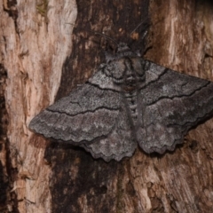 Hypobapta percomptaria (Southern Grey) at Hackett, ACT - 11 Nov 2018 by GlennCocking