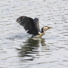 Microcarbo melanoleucos (Little Pied Cormorant) at Yerrabi Pond - 4 Feb 2020 by Alison Milton