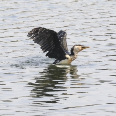 Microcarbo melanoleucos (Little Pied Cormorant) at Gungahlin, ACT - 5 Feb 2020 by AlisonMilton