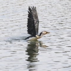 Microcarbo melanoleucos at Gungahlin, ACT - 5 Feb 2020