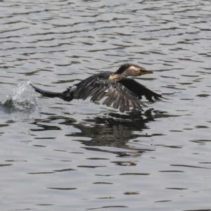 Microcarbo melanoleucos at Gungahlin, ACT - 5 Feb 2020