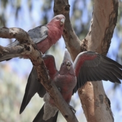 Eolophus roseicapilla (Galah) at Gungahlin, ACT - 4 Feb 2020 by Alison Milton