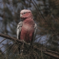 Eolophus roseicapilla at Gungahlin, ACT - 5 Feb 2020 09:49 AM