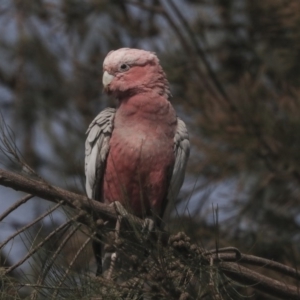 Eolophus roseicapilla at Gungahlin, ACT - 5 Feb 2020