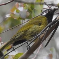 Nesoptilotis leucotis (White-eared Honeyeater) at Kambah, ACT - 24 Mar 2020 by HelenCross