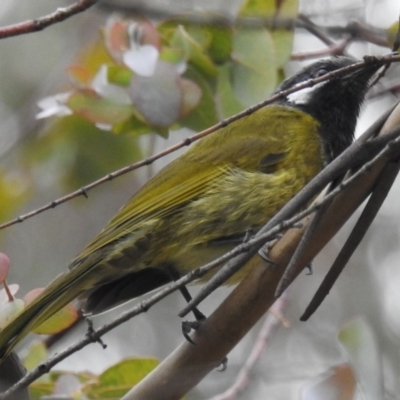 Nesoptilotis leucotis (White-eared Honeyeater) at Kambah, ACT - 23 Mar 2020 by HelenCross