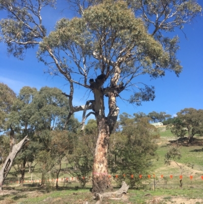 Eucalyptus rubida subsp. rubida (Candlebark) at Burra, NSW - 21 Mar 2020 by alexwatt