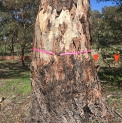 Eucalyptus rubida subsp. rubida at Burra, NSW - 21 Mar 2020 11:38 AM