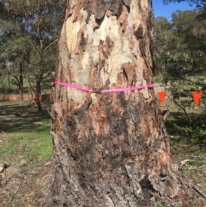 Eucalyptus rubida subsp. rubida at Burra, NSW - 21 Mar 2020